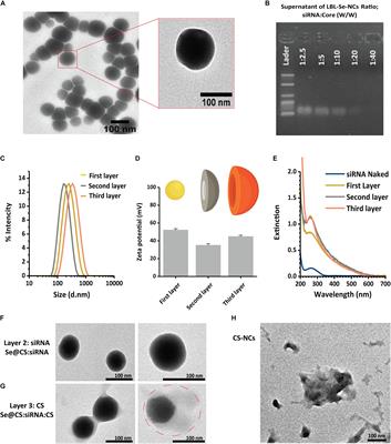 Enhanced siRNA Delivery and Selective Apoptosis Induction in H1299 Cancer Cells by Layer-by-Layer-Assembled Se Nanocomplexes: Toward More Efficient Cancer Therapy